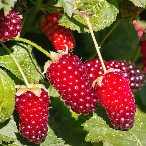 Loganberry thornless rhs - thornless, award