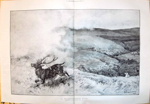 Old 1895 warrantable stag - 1895,