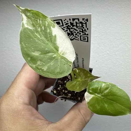 Alocasia wentii albo pink - alocasia,