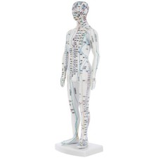 Human Body Acupuncture Model