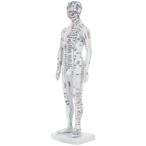 Human body acupuncture model - human,