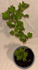 Hinnonmaki red gooseberry