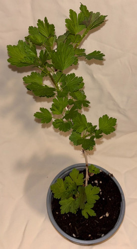 Hinnonmaki red gooseberry