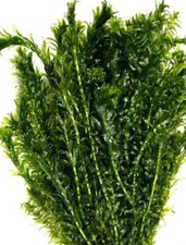 6 Elodea Densa Stems