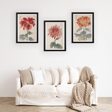 Set of 3  Vintage Japanese Chrysanthemum Botanical Art Prints Keika Hyakugiku