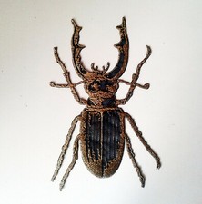 Beetle Horn Large Insect