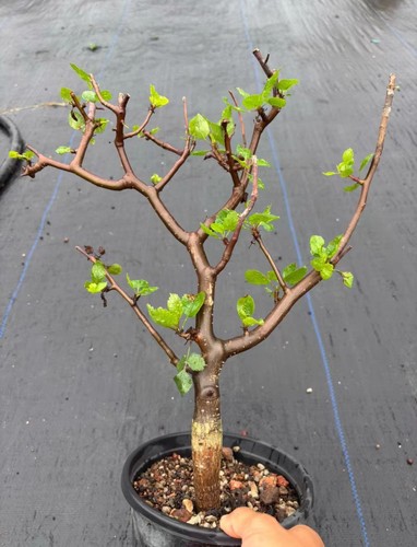 Rare live house plant - rare,