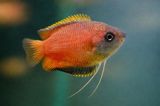 Pair Dwarf Honey Gourami Live