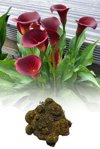 Zantedeschia majestic red - 1-10,