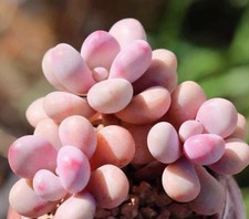10x Graptopetalum Amethystinum