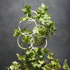 Plant Support Trellis Ladder