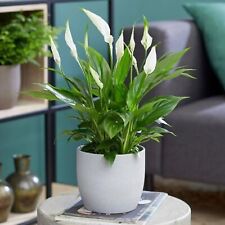 Spathiphyllum Peace Lily - Indoor Plant in 9cm Pot - Ideal for Home or Office