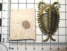 Cambrian Elrathia kingi