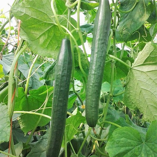 Long green improved cucumber - long,