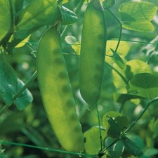 Pea mange tout - pea, carouby