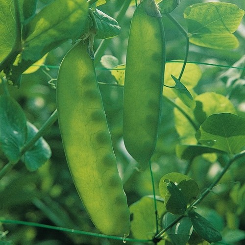 Pea mange tout - pea, carouby