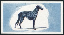 DEERHOUND 1955 CADET SWEETS DOGS SERIES OLD DOG TRADE CARD #15