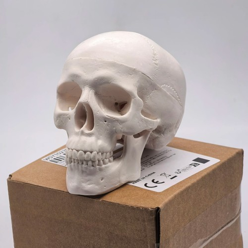 Human skull replica resin - skull,