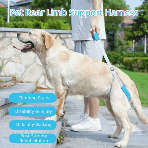 Pet rear leg - rear, aid