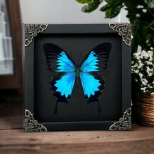 Framed Taxidermy Butterfly