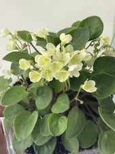 African Violets Two Freshly