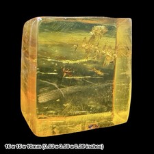 Rare mexican amber fossil with - rare,