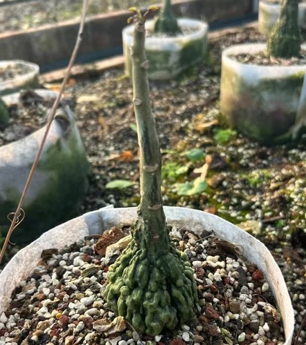 4cm rare plant cacti - 5.4cm,