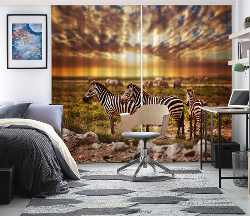 Zebra zhub299 animal - zhub299,