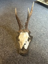 Scottish Roe deer head, Malformed Gothic Mounted On Plaque With Jaw Bone Wonky