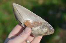 LOVELY  GENUINE  5.4" MEGALODON SHARK TOOTH, BEST VALUE MEGS ,U.K #DB251