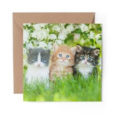 1 x Blank Greeting Card Gorgeous Kittens Garden Cats Animals #8663