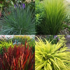3 x Ornamental Grasses in 9cm Pots - Varieties Like Carex - Festuca - Imperata
