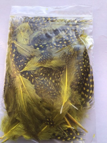 Guinea fowl dyed - fowl, ,dyed