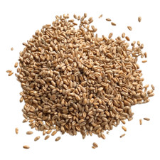 Wheatgrass Seed, 5kg, 10kg &