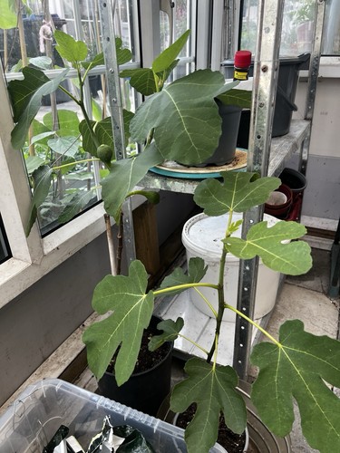 Ficus fig tree potted plant - ficus,