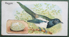 MAGPIE & EGG    Vintage 1924