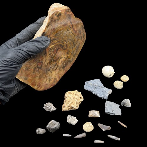 1kg british jurassic fossil - 1kg,