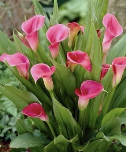 Calla garden glow tuberous - calla,