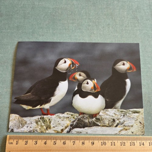 Vintage postcard puffin and - postcard,