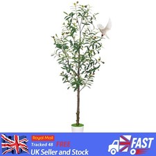 4.59ft/140cm Olive Tree