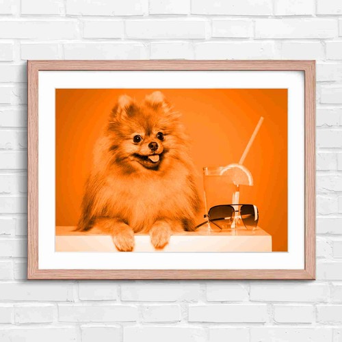 Cute fluffy brown pomeranian - cute,