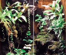 TERRARIUM KIT (LARGE) Living