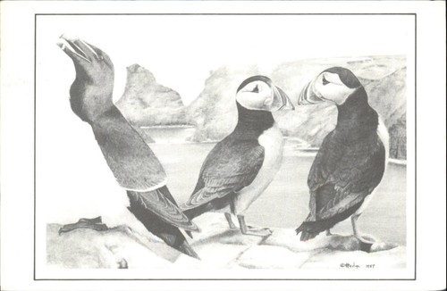 1989 hedlyn razorbill - razorbill, puffin