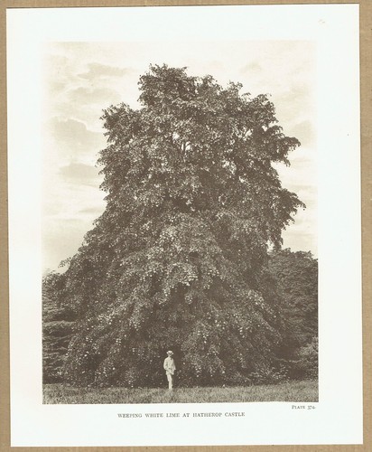 Weeping white lime - weeping, at