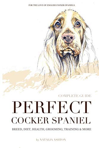 Perfect cocker spaniel