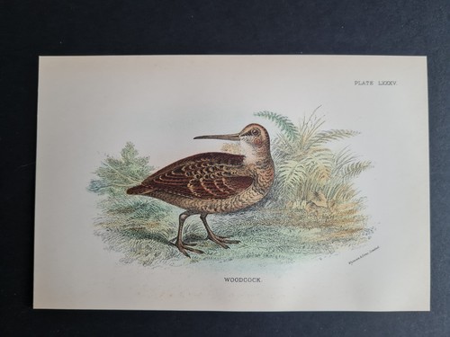 Antique print - (1894),