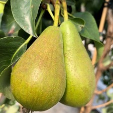 Concorde pear fruit tree - tree, 4-5