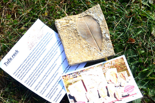 Amazing rare fossil - amazing, &