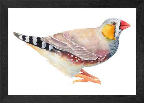 Zebra finch bird framed wall - framed,