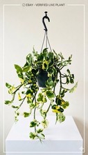 Pothos plant fresh - pothos, plant-fresh
